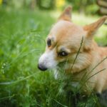 Pembroke Welsh Corgi eating grass in the park.