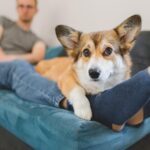 Pembroke Welsh Corgi laying down on the feet of its owner on the couch.