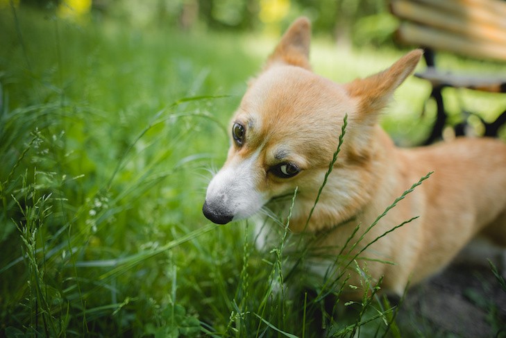 Pembroke Welsh Corgi puppy eating grass in the park.