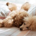 Poodle laying down in bed.