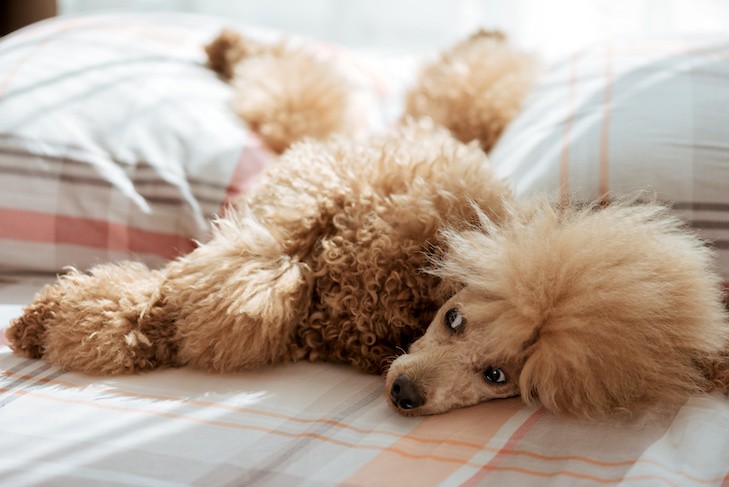 Poodle laying down in bed.