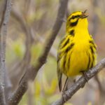 Prairie Warbler perched on a branch, a vibrant songbird often heard chirping in springtime, highlighting the beauty of birdsong.