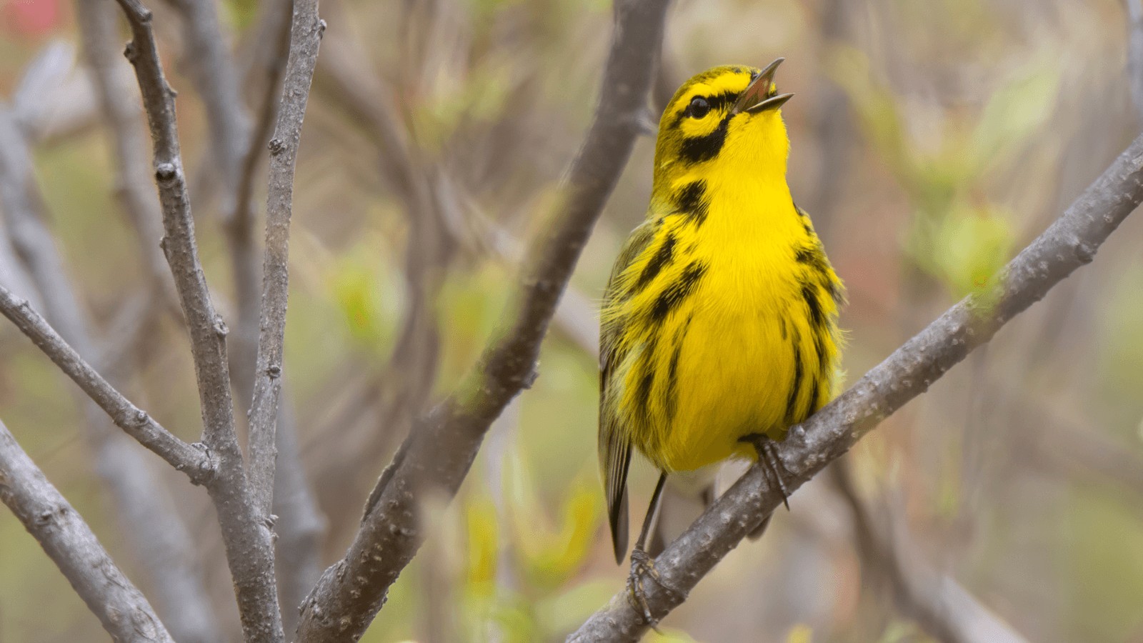 Prairie Warbler perched on a branch, a vibrant songbird often heard chirping in springtime, highlighting the beauty of birdsong.