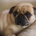 Pug laying down indoors looking sad.