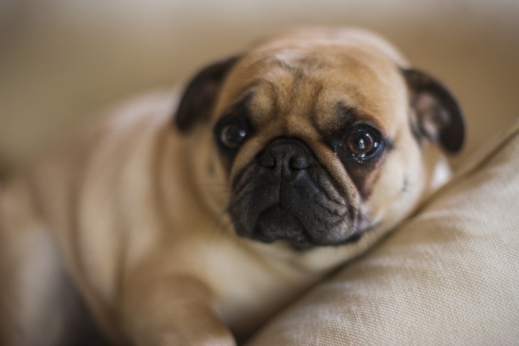 Pug laying down indoors looking sad.