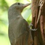 Rufous Shrikethrush perched on a tree, illustrating the 'birds' in the phrase 'the birds and the bees' used to explain reproduction