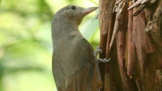 Rufous Shrikethrush perched on a tree, illustrating the 'birds' in the phrase 'the birds and the bees' used to explain reproduction