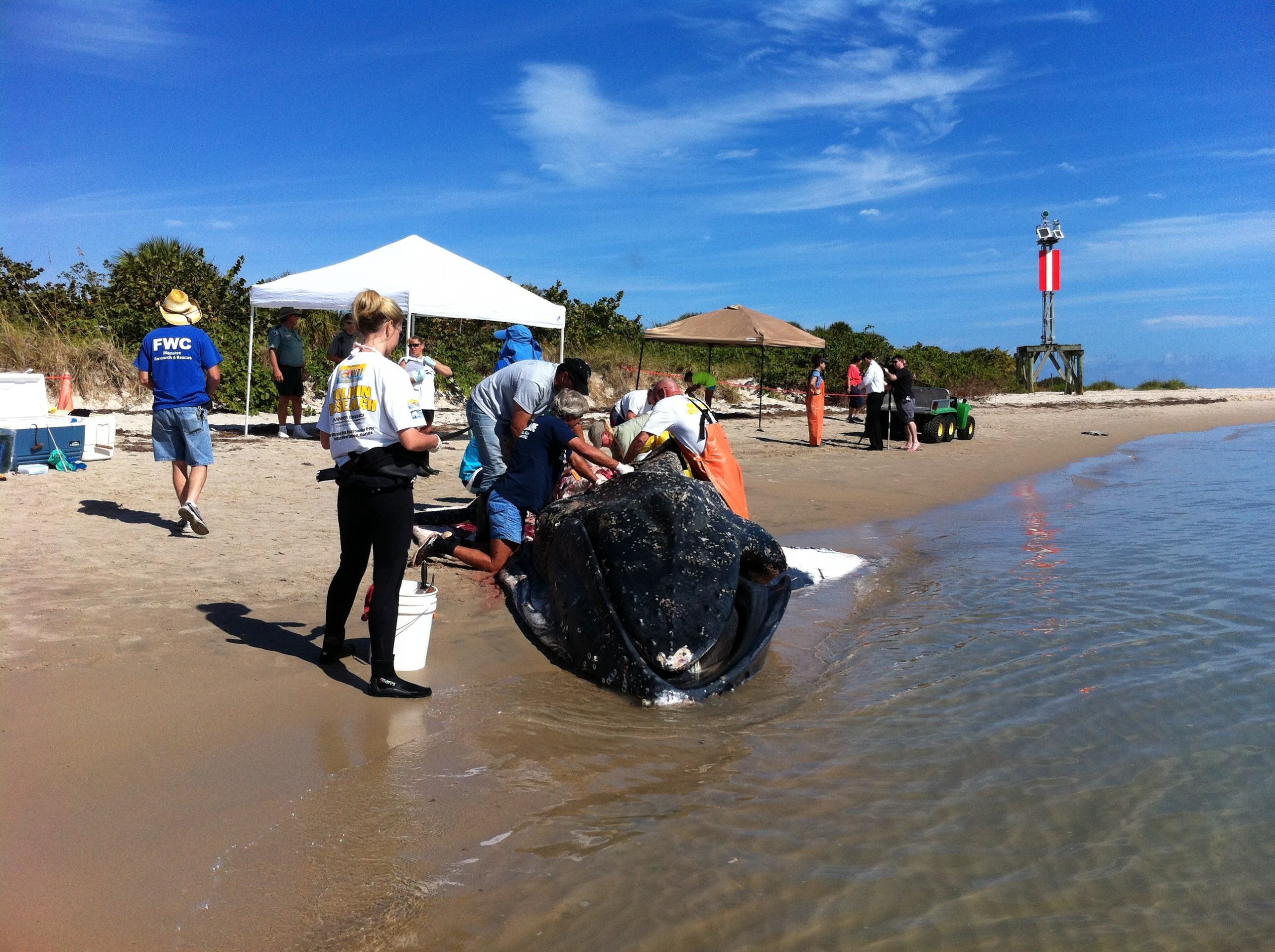 Short-finned pilot whales beached on Redington Beach, Florida