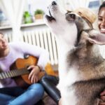 siberian-husky-howling-with-girls-playing-guitar.jpg