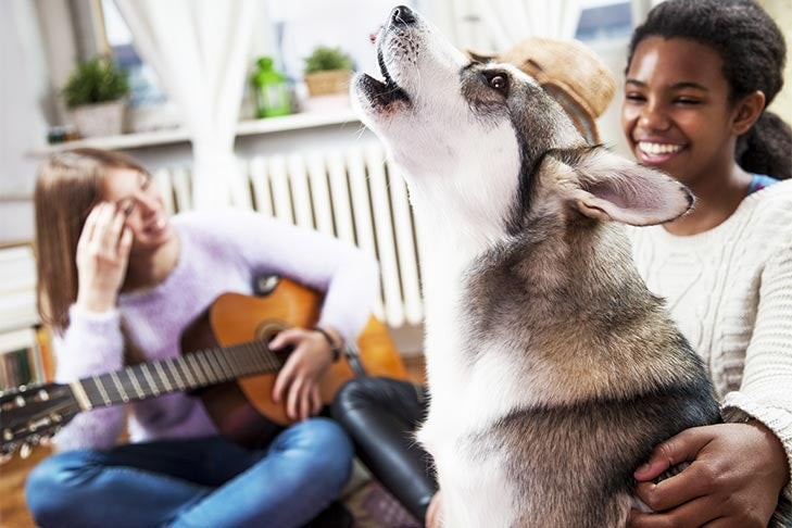 siberian-husky-howling-with-girls-playing-guitar.jpg