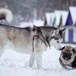 Siberian Husky intensely sniffing a Pug wearing a sweater in a snowy outdoor setting.