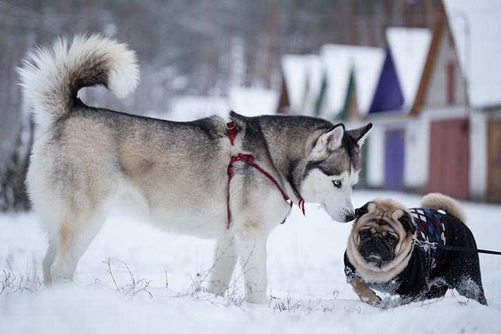 Siberian Husky intensely sniffing a Pug wearing a sweater in a snowy outdoor setting.