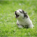 Siberian Husky puppy laying in grass howling, showcasing early vocal behavior and breed's communicative nature.