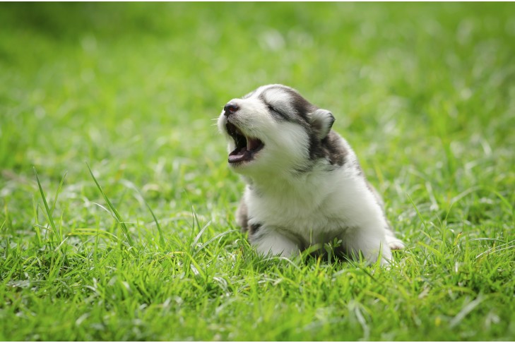 Siberian Husky puppy laying in grass howling, showcasing early vocal behavior and breed's communicative nature.