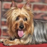 Silky Terrier laying on the couch