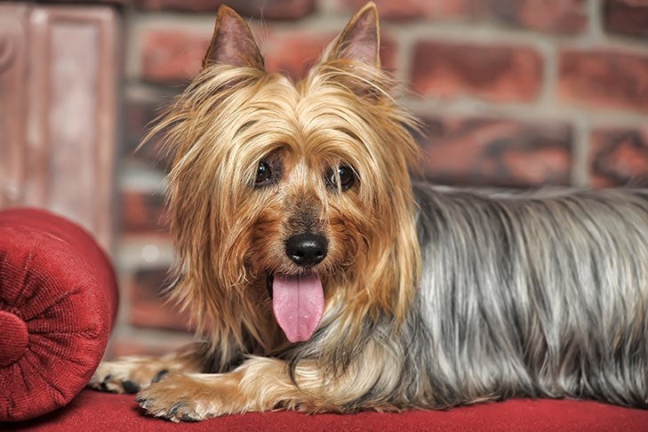 Silky Terrier laying on the couch