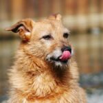 Terrier dog looking expectantly while licking his lips