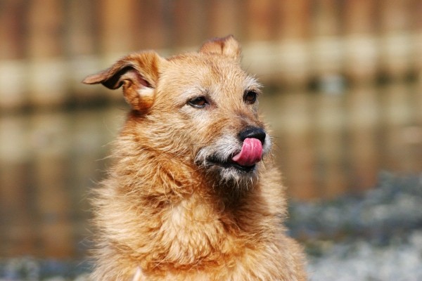 Terrier dog looking expectantly while licking his lips