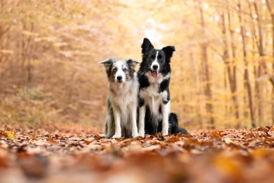 Two dogs in a mating tie, positioned back-to-back, in a grassy outdoor setting.