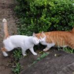 Two orange tabby cats greeting by rubbing faces