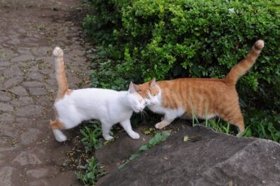 Two orange tabby cats greeting by rubbing faces