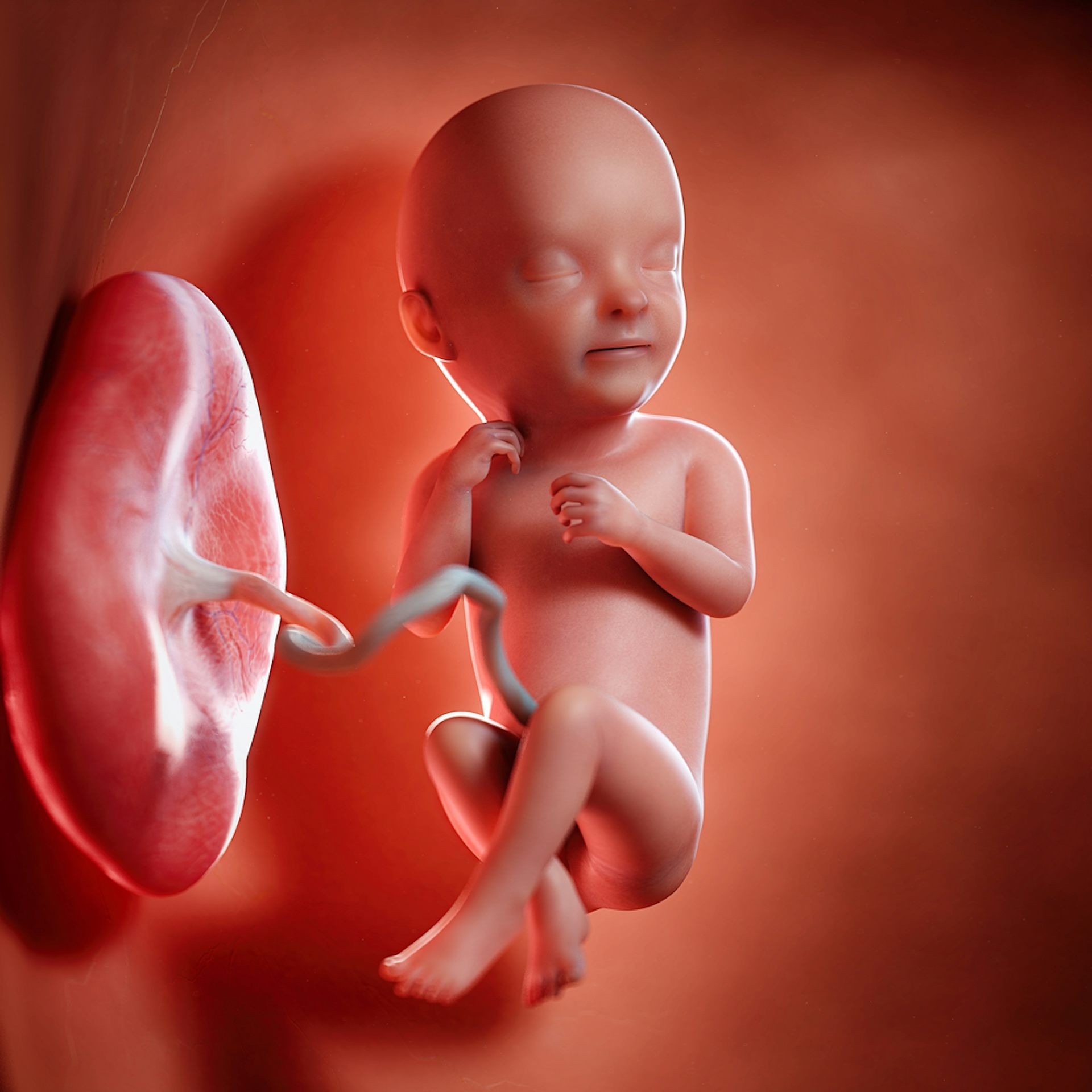 Unborn baby with umbilical cord and placenta