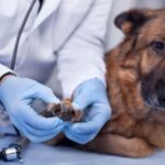 Veterinarian examining German Shepherd's paw for signs of injury or dermatitis, common causes of excessive paw licking in dogs.