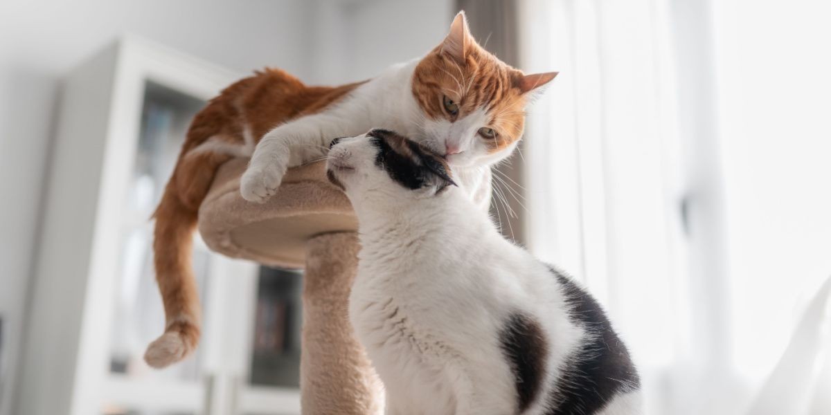 white licks the ear of a black cat