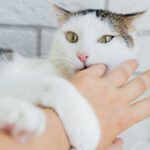 Why do cats bite?