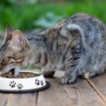 why is my cat throwing up undigested food in lake city, fl