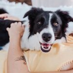 Woman cuddling with her Border Collie on a couch