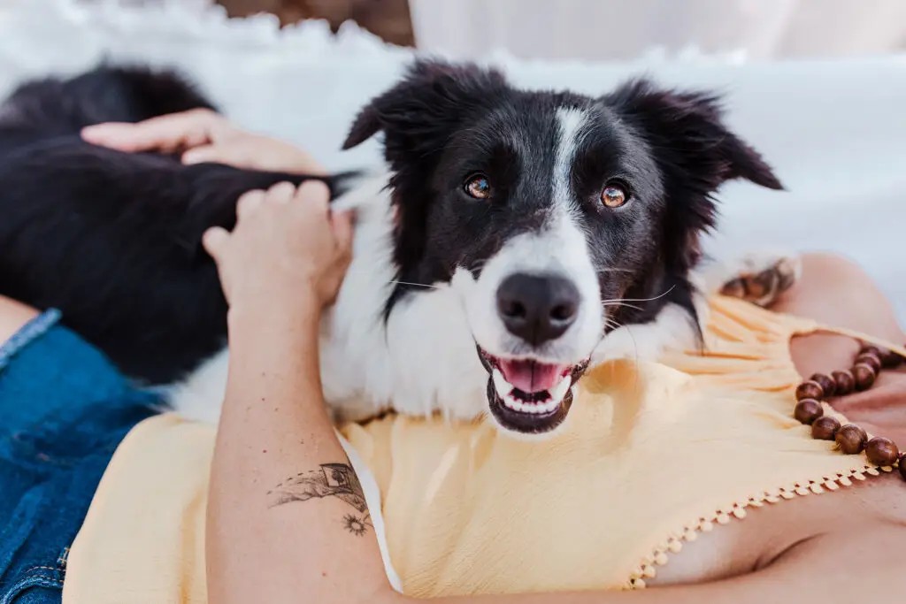 Woman cuddling with her Border Collie on a couch