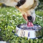 Worried owner watching her dog drink water from a bowl, concerned about dog hydration.