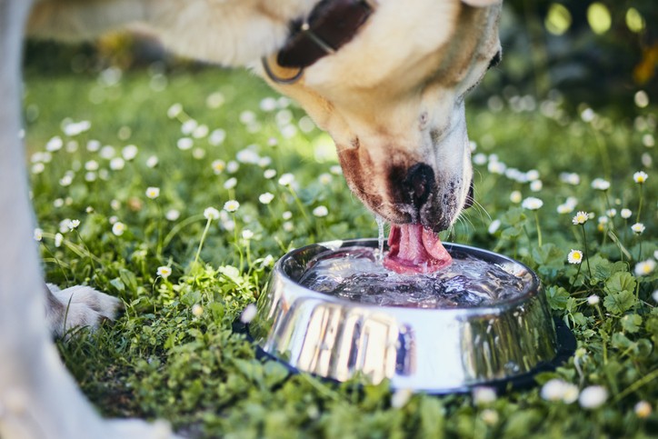 Worried owner watching her dog drink water from a bowl, concerned about dog hydration.