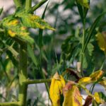 Yellowing lower leaves on a tomato plant indicating potential nitrogen deficiency