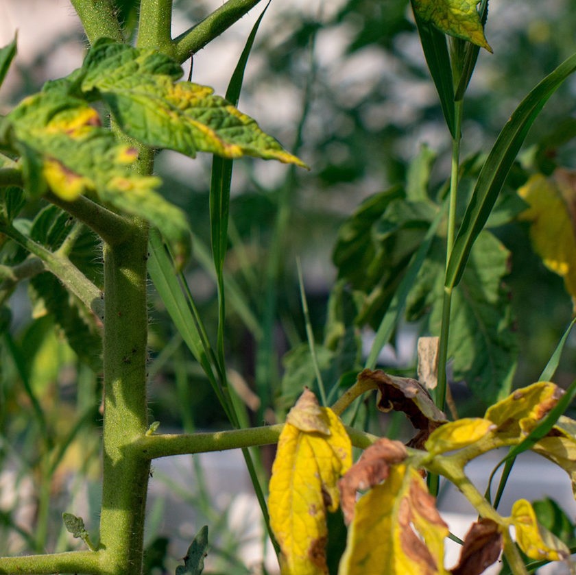 Yellowing lower leaves on a tomato plant indicating potential nitrogen deficiency