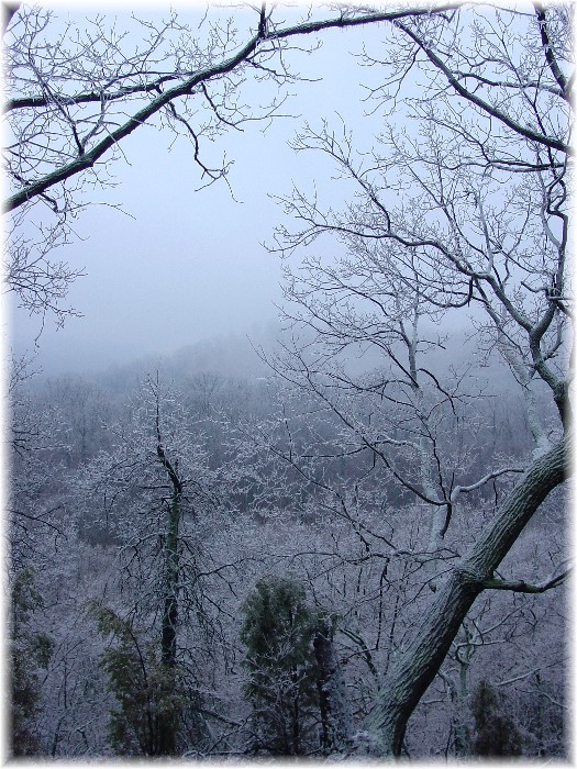 Freezing fog covering trees in Jefferson Memorial Forest with ice