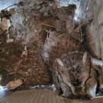 Eastern Screech Owl, a potential predator of squirrels