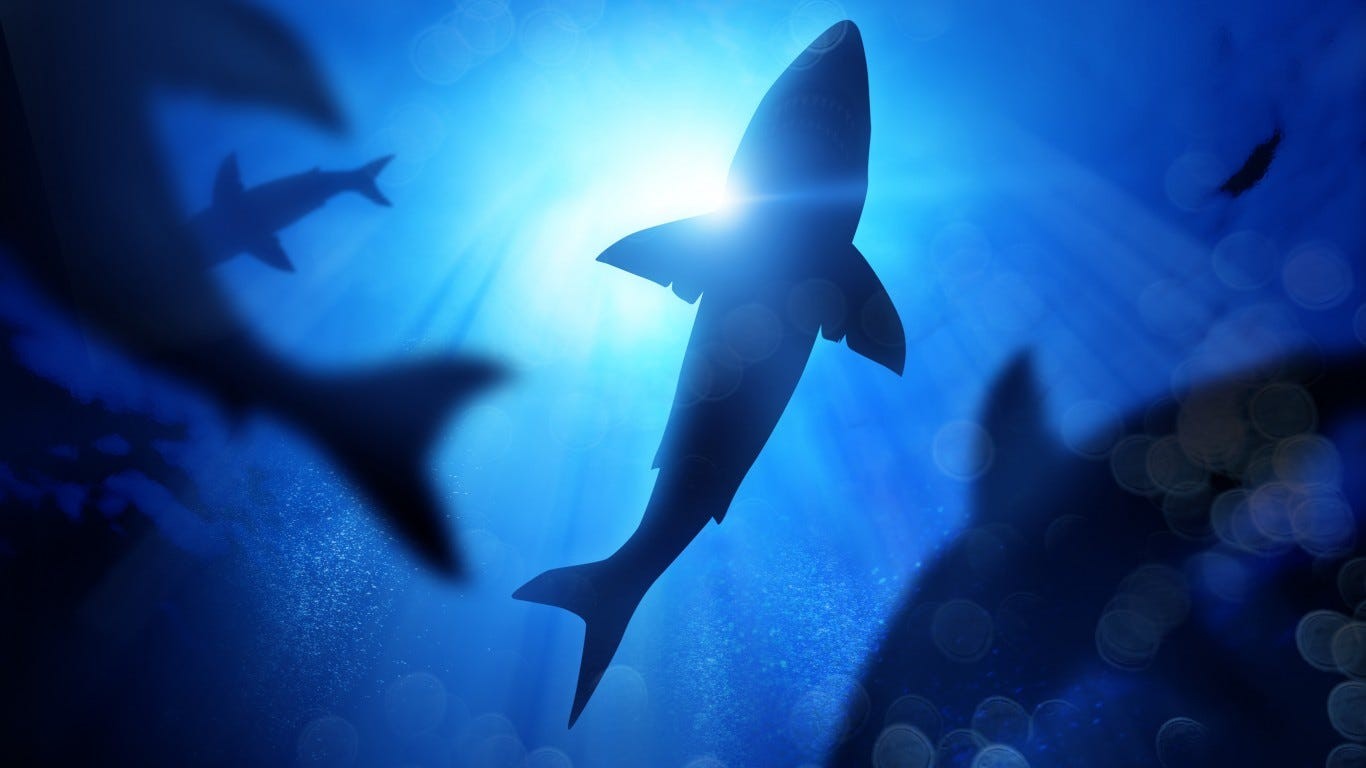 Tips on how to avoid shark bites