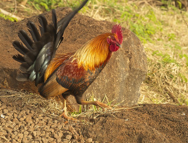 Rooster strutting during a mating dance