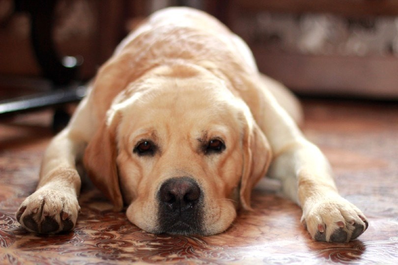A sad Labrador lies on the floor, indicating potential discomfort