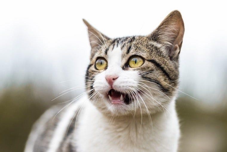 Flehmen Response