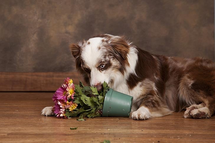 Australian shepherd eating dirt
