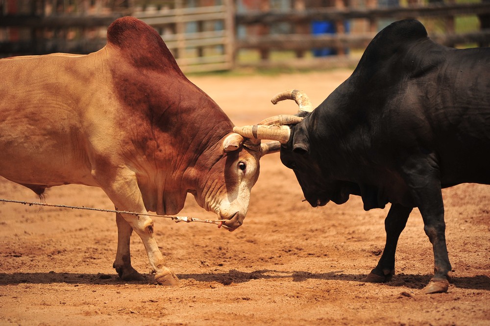 Bullfighting is a traditional game of Thailand.