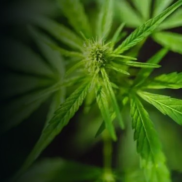 Cannabis plants in a greenhouse, some of which are flowering, showcasing the agricultural aspect of cannabis cultivation and its potential for aromatic emissions