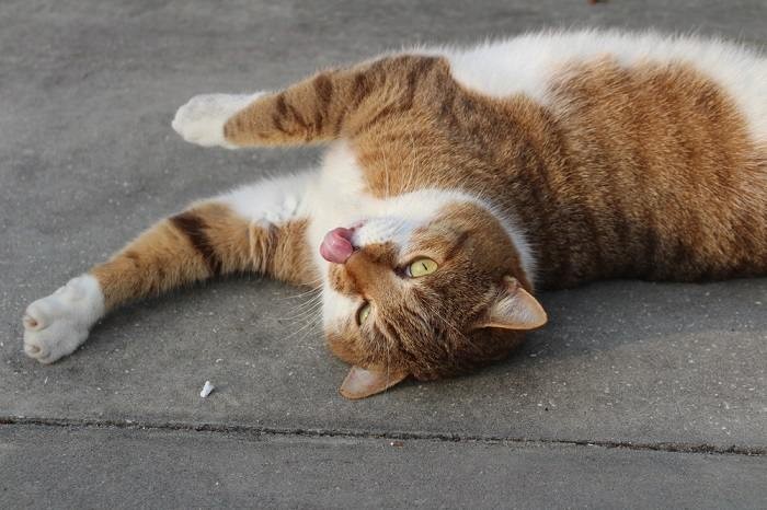 Cat Blepping While Relaxed