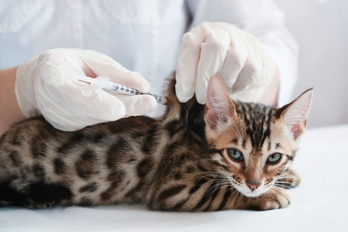Image of a veterinarian gently examining a cat's eye during a checkup