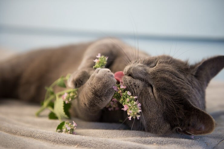 An indoor cat joyfully playing with catnip toys.