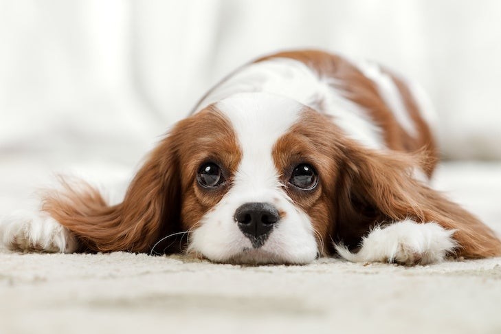 Cavalier King Charles Spaniel looking sad