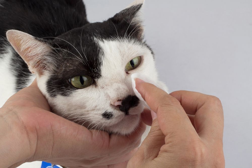 Image showing a cat being calmly cleaned around the eyes with an eye wipe